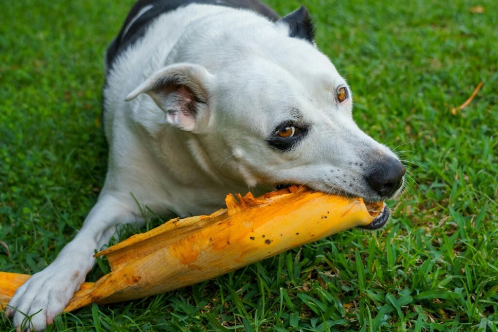 Durability for Determined Chewers